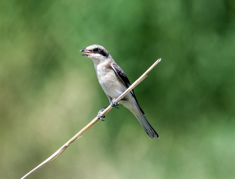 Lesser Grey Shrike