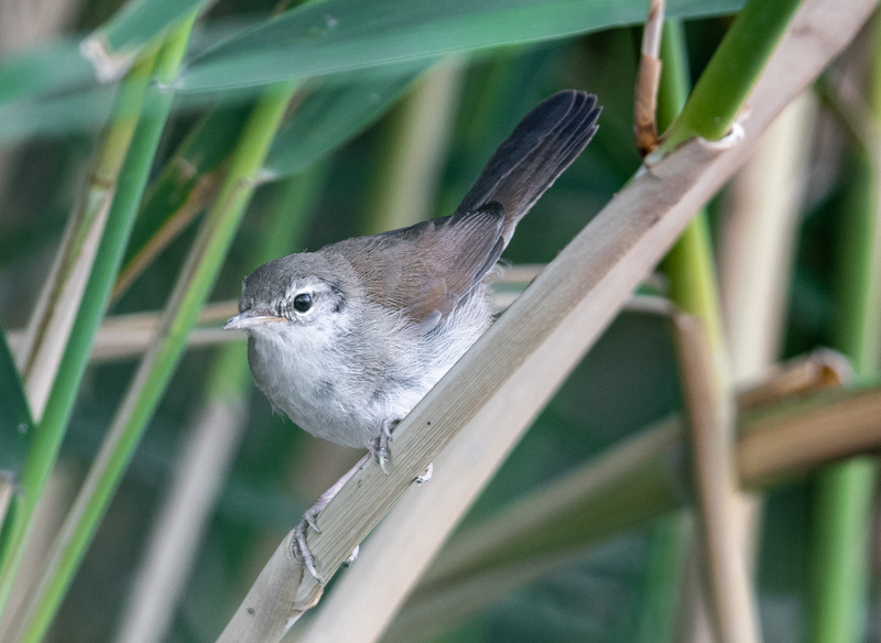 Cetti`s Warbler