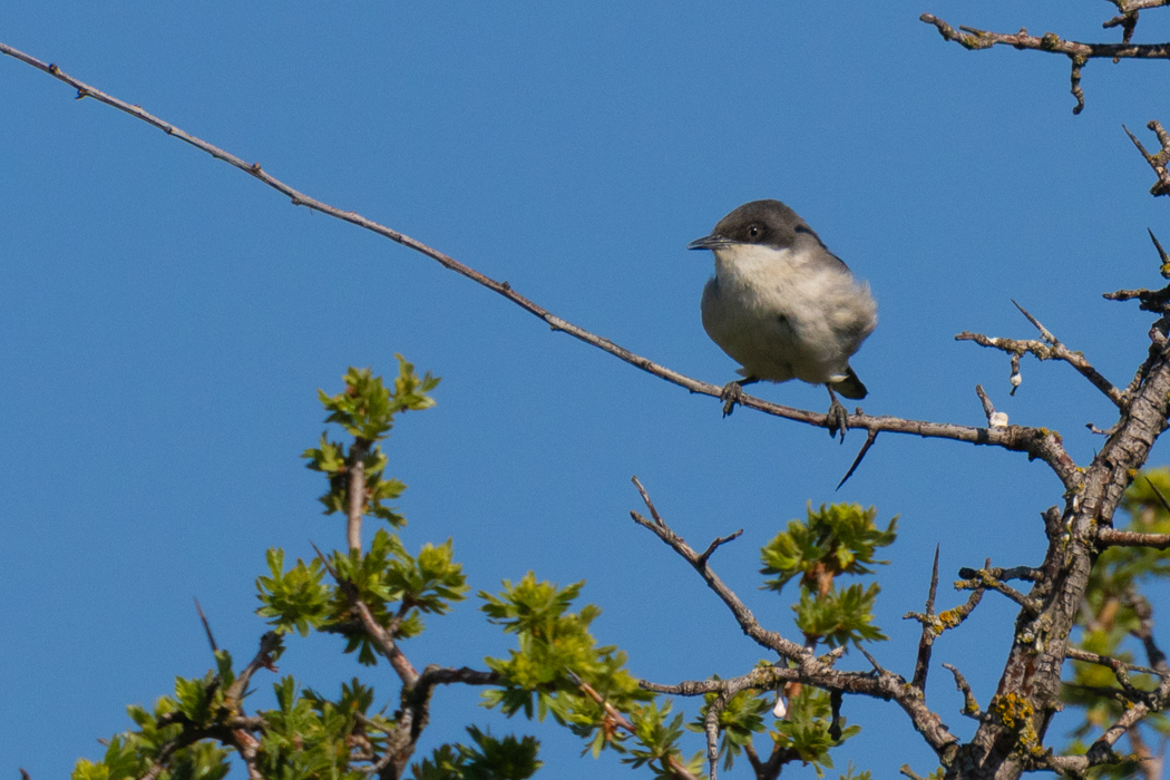 Eastern Orphean Warbler