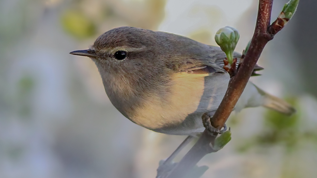 Mountain Chiffchaff