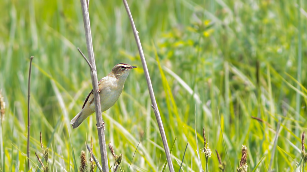 Sedge Warbler