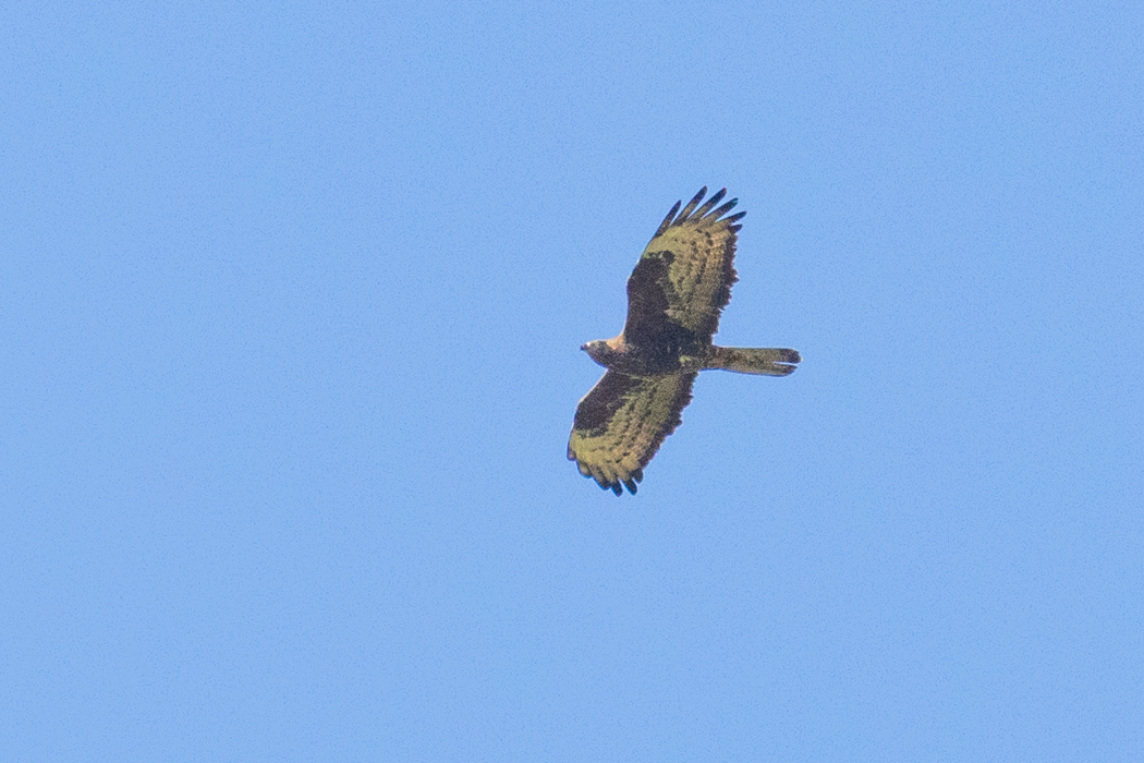 European Honey Buzzard
