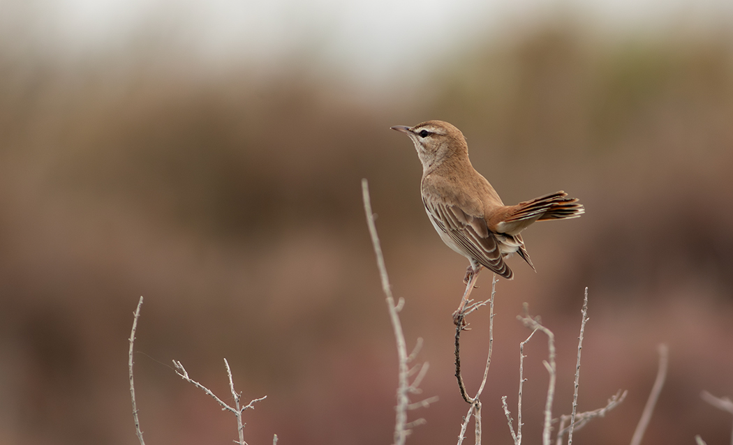 Rufous-tailed Scrub Robin