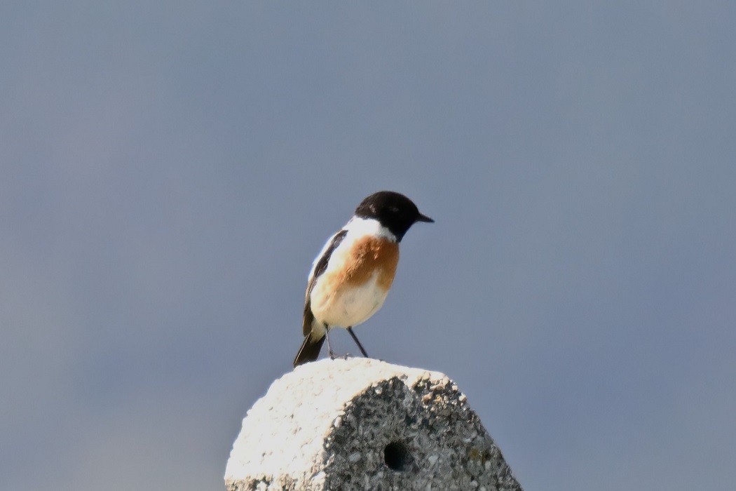 Siberian Stonechat