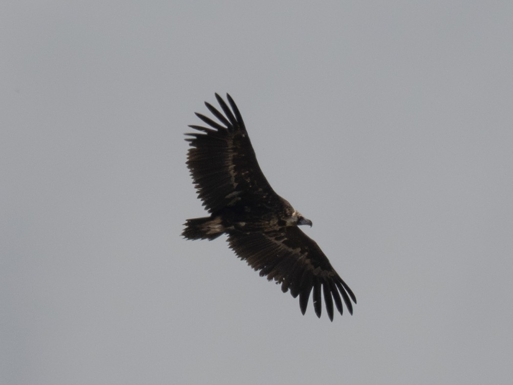 Cinereous Vulture