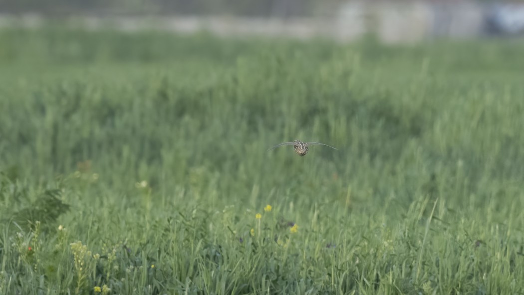 Common Quail