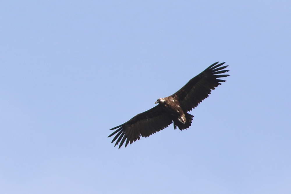 Cinereous Vulture