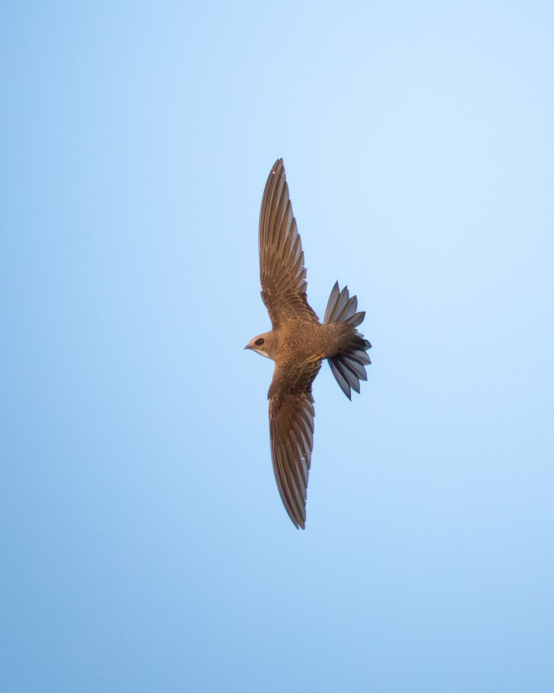 Alpine Swift