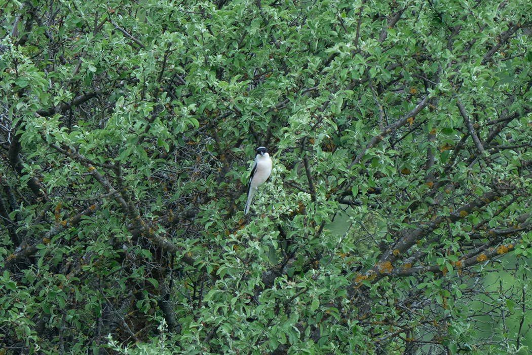 Lesser Grey Shrike
