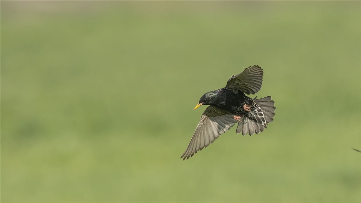 Common Starling