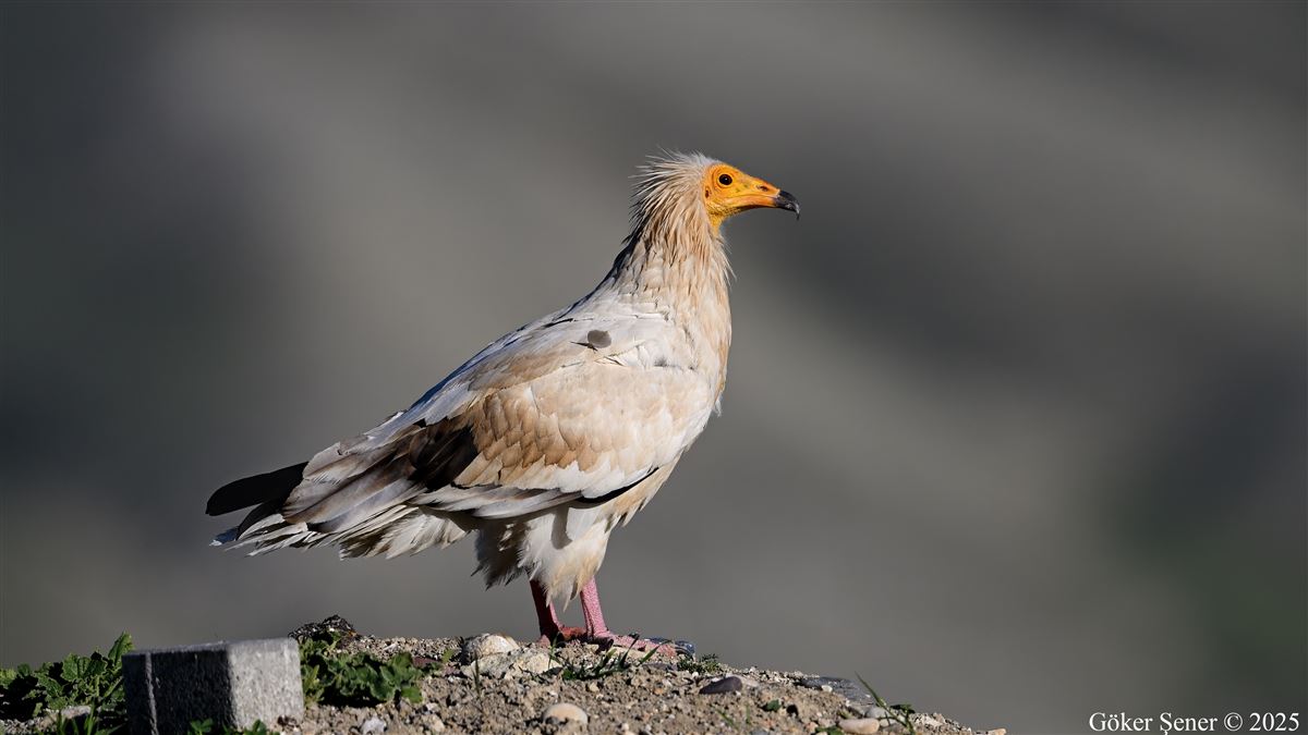 Egyptian Vulture