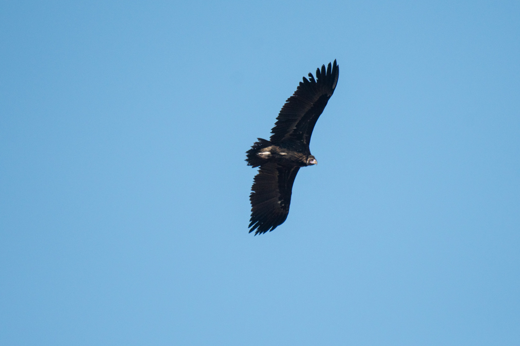 Cinereous Vulture