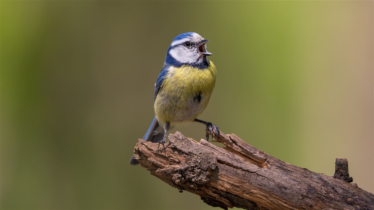 Eurasian Blue Tit