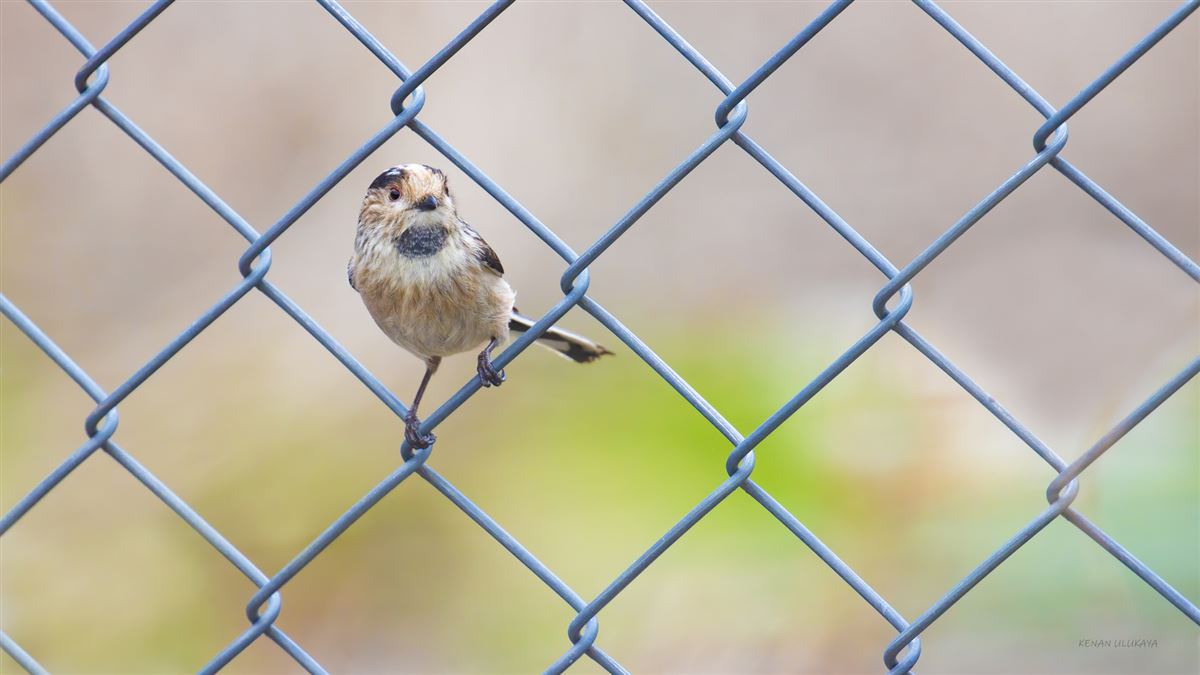 Long-tailed Tit
