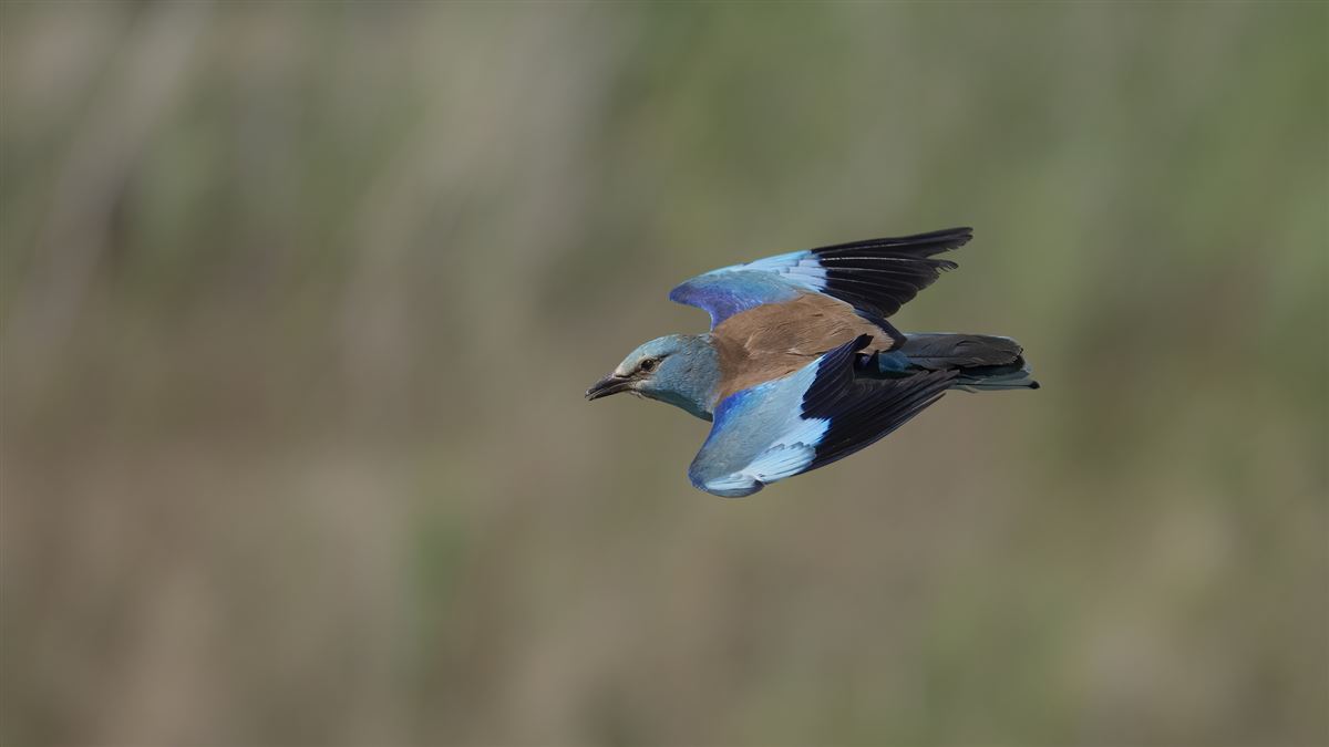 European Roller