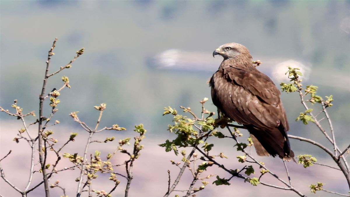 Black Kite