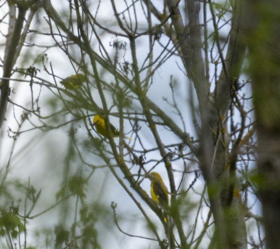 Eurasian Golden Oriole
