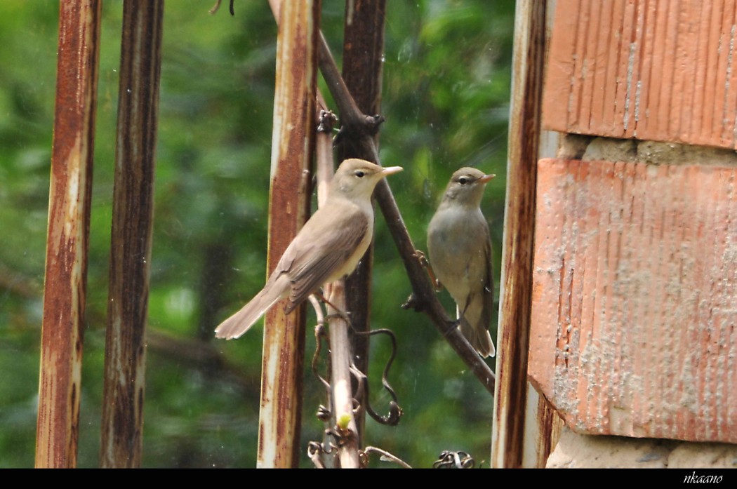 Eastern Olivaceous Warbler
