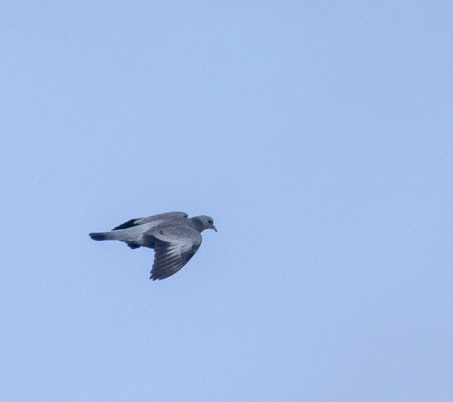 Stock Dove