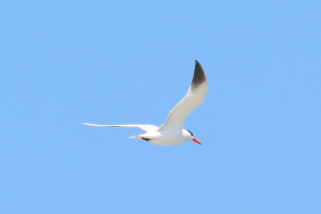 Caspian Tern