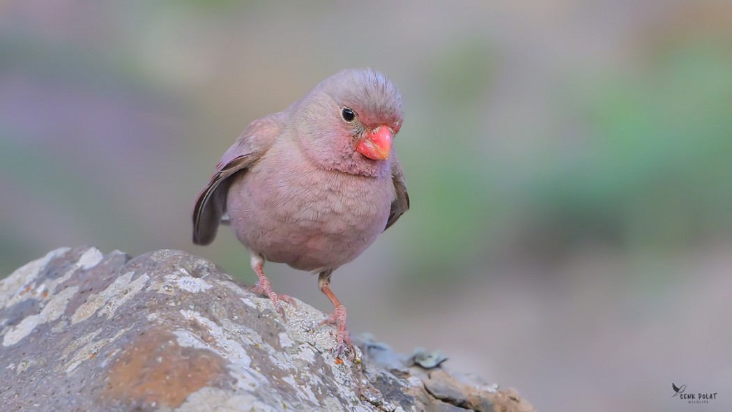 Trumpeter Finch
