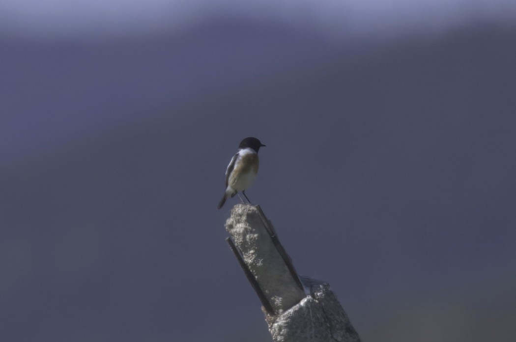 Siberian Stonechat