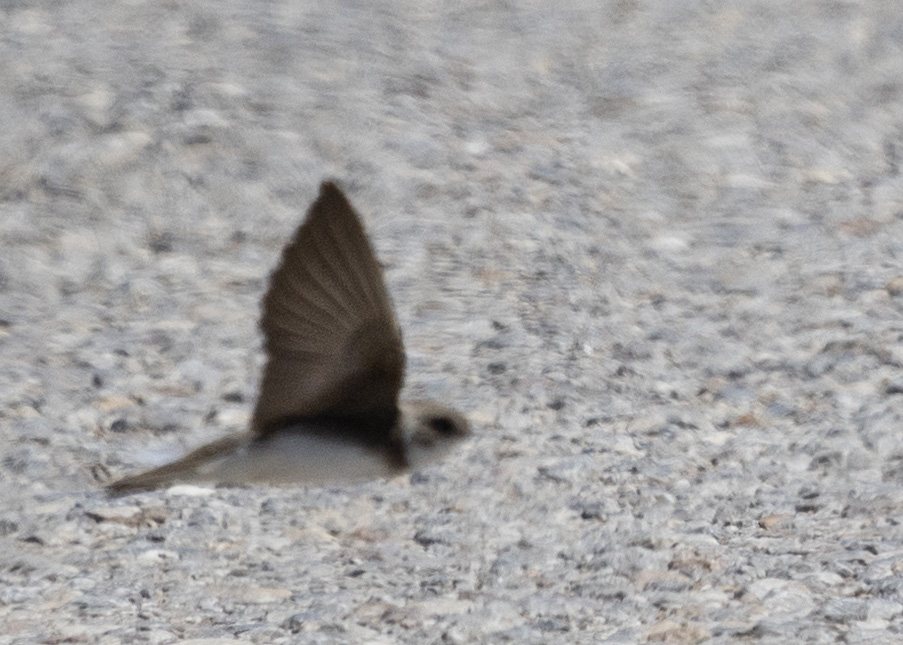Sand Martin