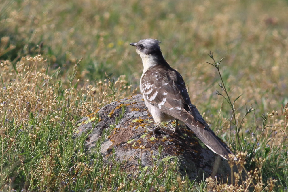 Great Spotted Cuckoo