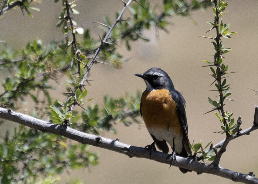 White-throated Robin