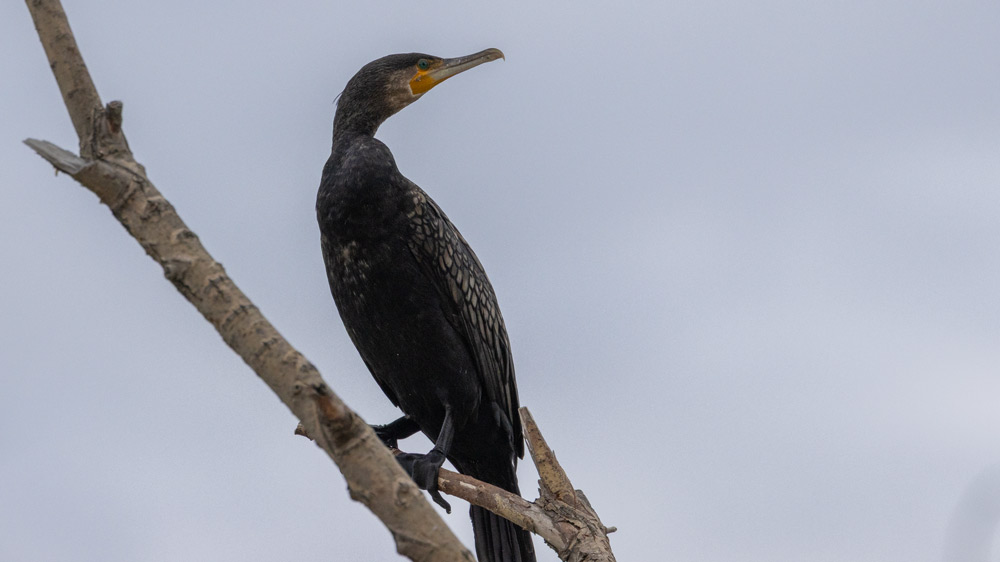 Great Cormorant