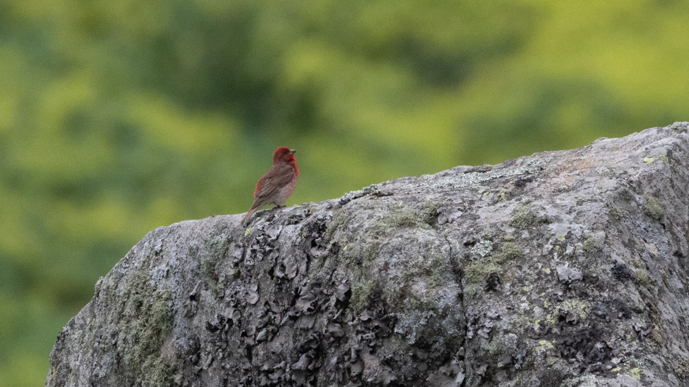 Common Rosefinch