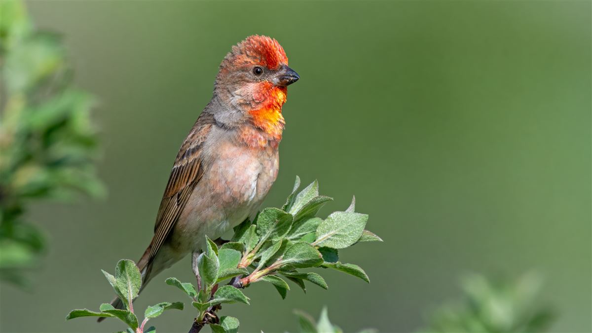 Common Rosefinch
