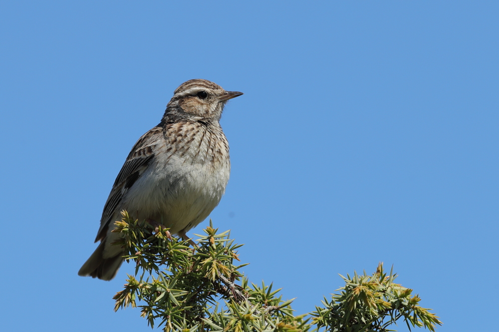 Woodlark