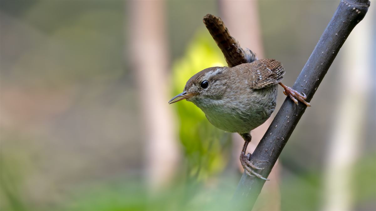 Eurasian Wren