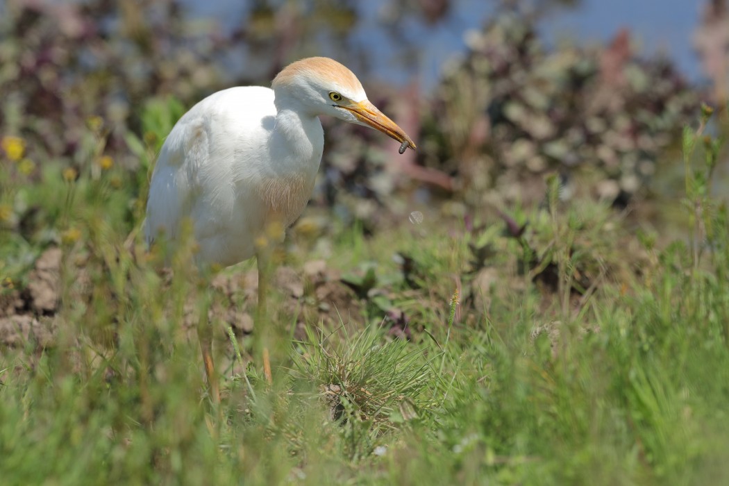 Western Cattle Egret