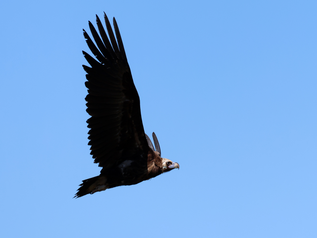 Cinereous Vulture