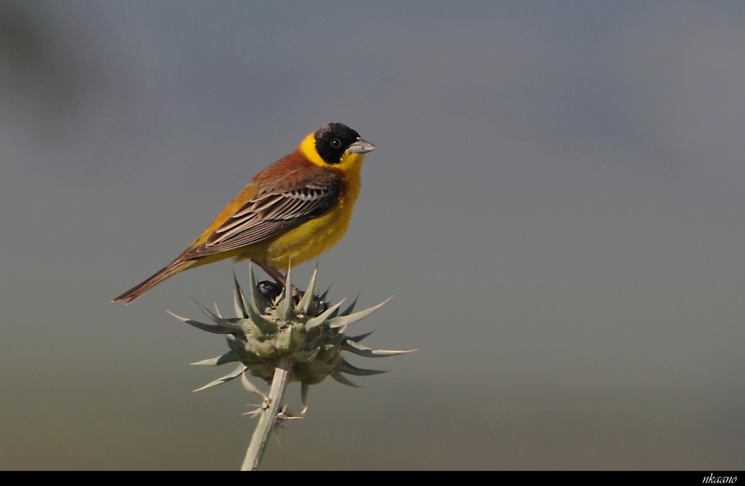 Black-headed Bunting