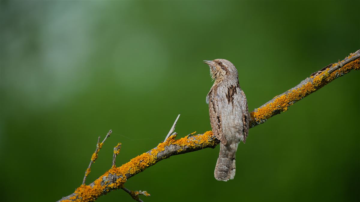 Eurasian Wryneck