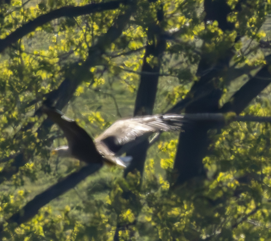 White-tailed Eagle