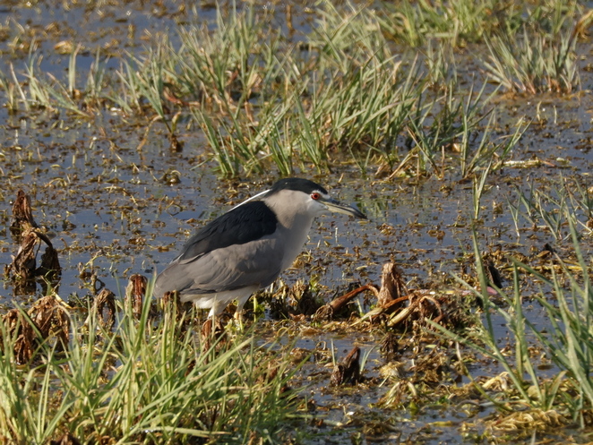 Black-crowned Night Heron