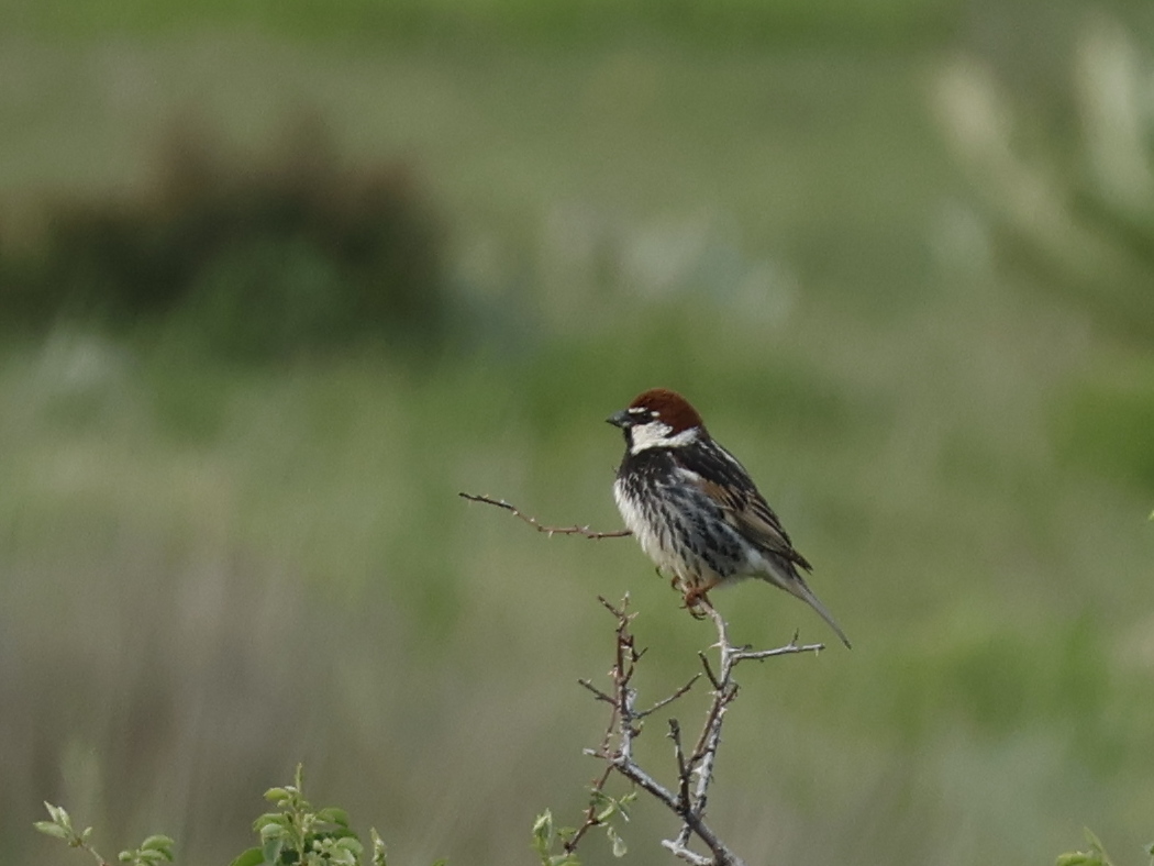 Spanish Sparrow