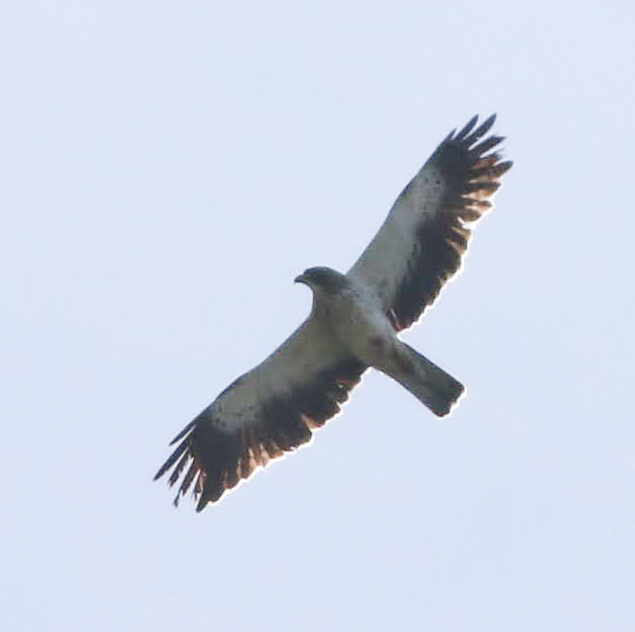 Booted Eagle