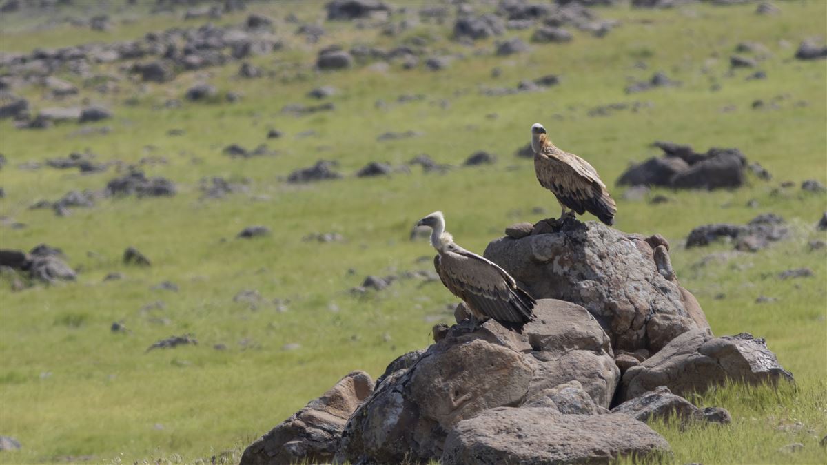 Griffon Vulture