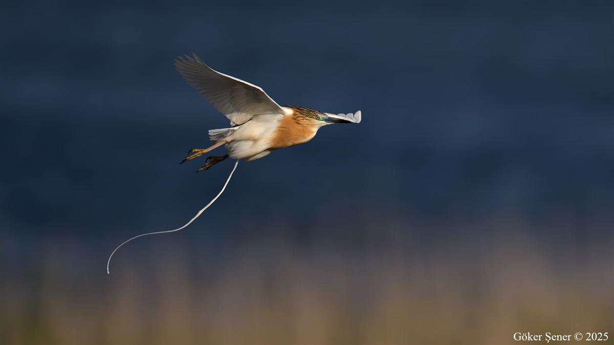 Squacco Heron