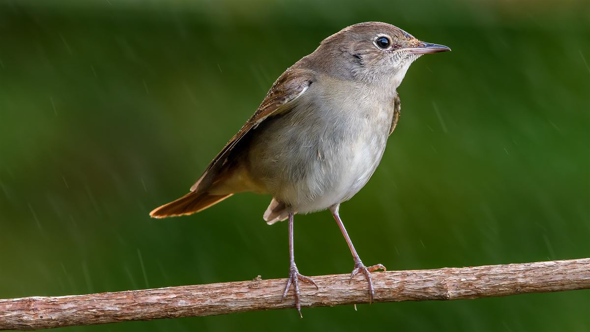 Common Nightingale