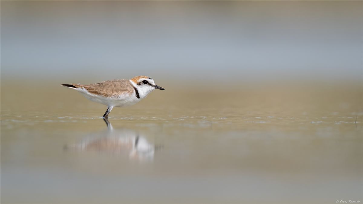 Kentish Plover