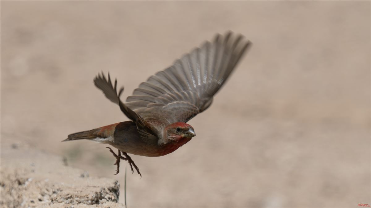Common Rosefinch