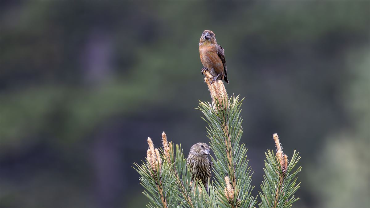 Red Crossbill