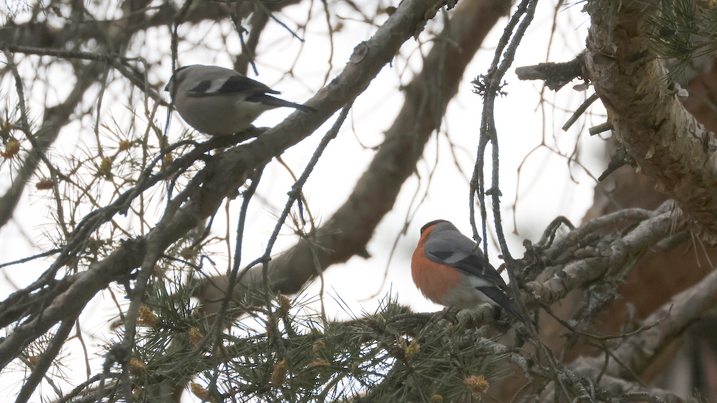 Eurasian Bullfinch