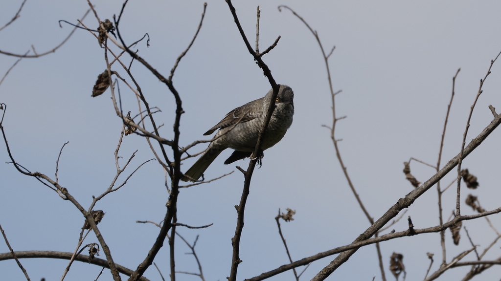 Barred Warbler
